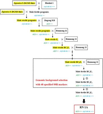 Improving resistance to lepidopteran pests and herbicide using Sanming dominant genic male sterile rice (Oryza sativa L.)